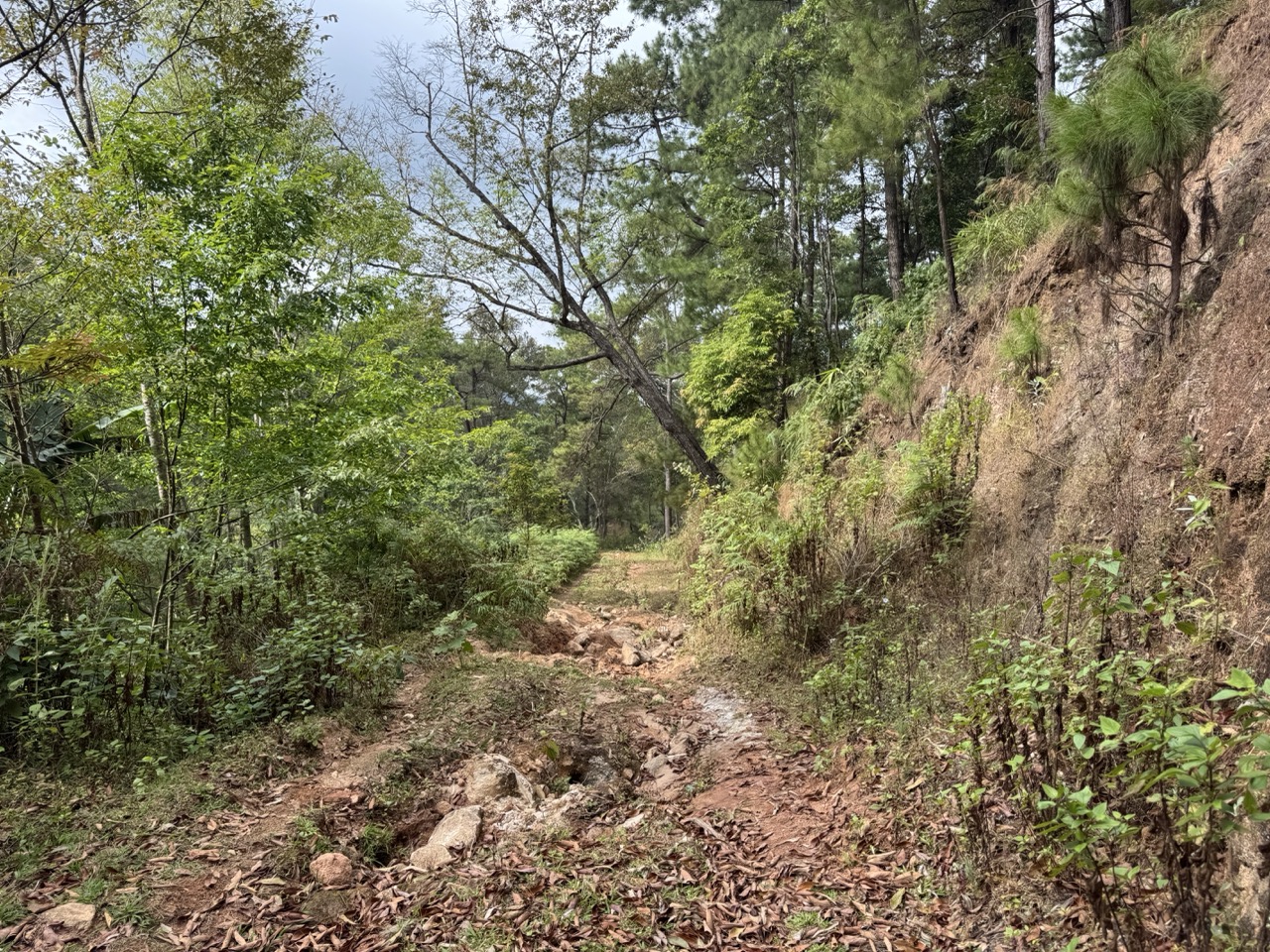 Eroded forest track — a preview of what was coming on the ridge.