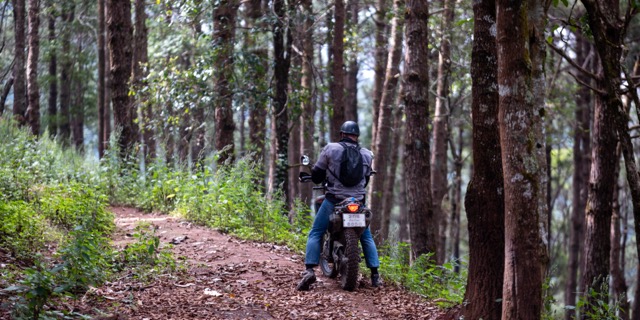 Pine corridor, brown needles, no traffic. December delivers this.
