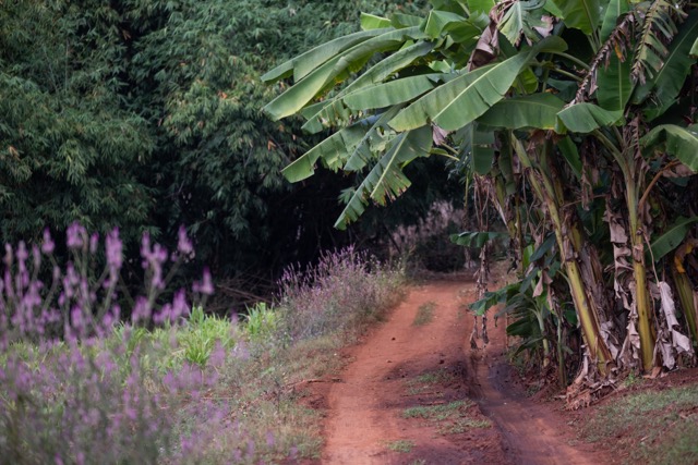 Red dirt and banana groves — you know you’re out of the pines now.