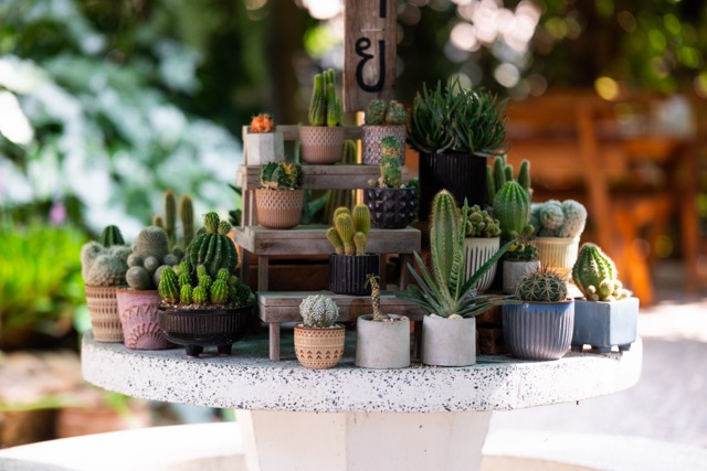 Mae Chaem Gate — a small jungle of cacti and succulents on the table by the entrance. (The auto-tagger thinks this is in Samoeng; it is not.)