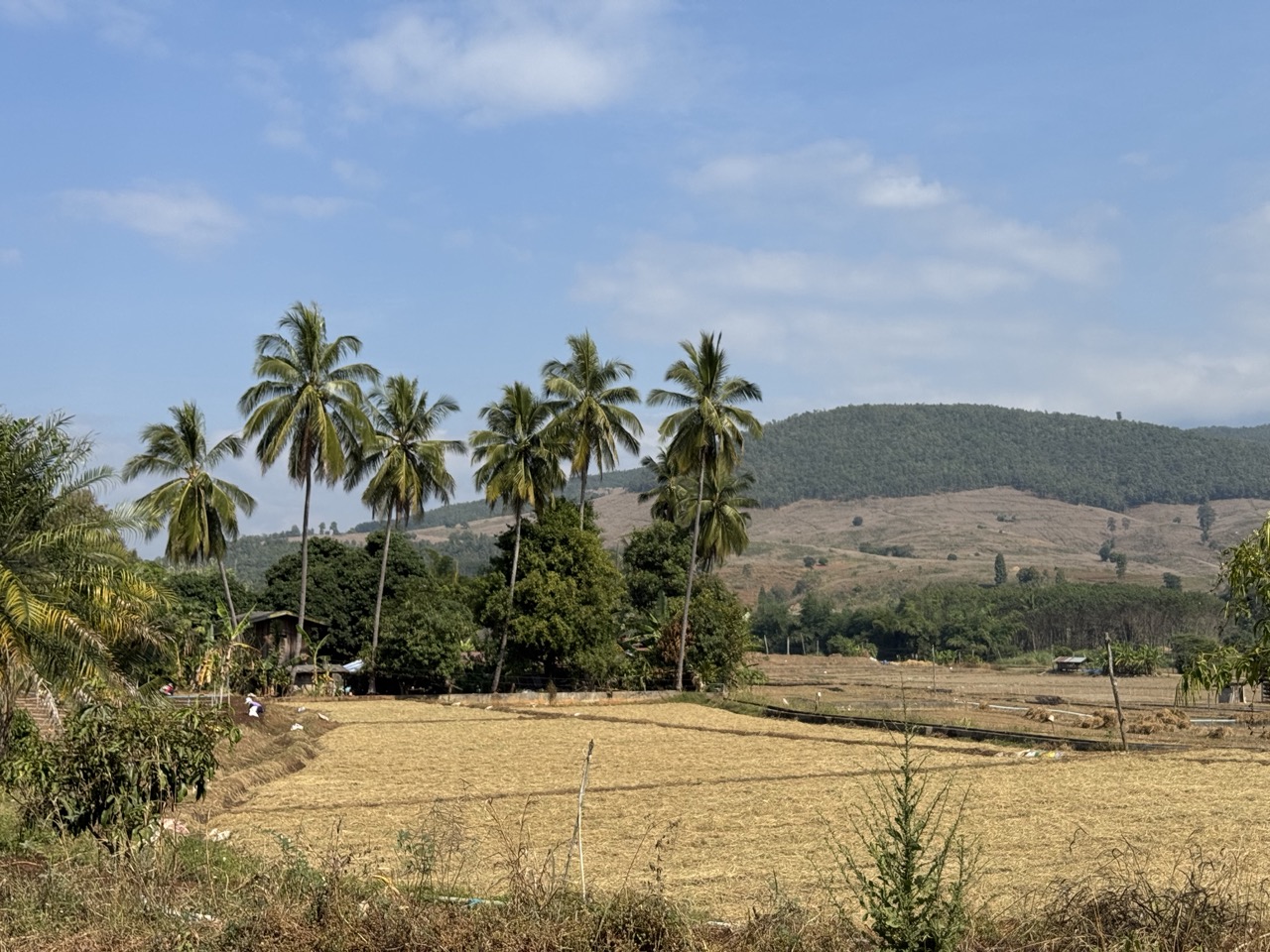 Coconut palms over rice paddies, recently harvested.