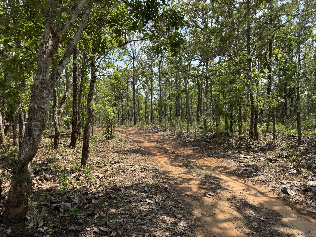 Climbing into Om Koi district through deciduous forest.