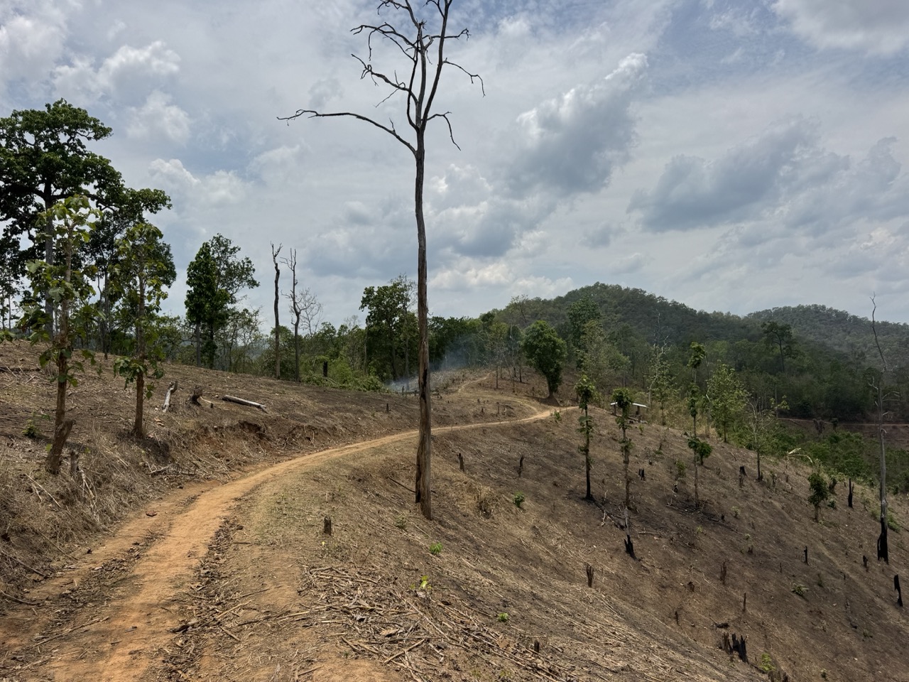Lone tree on an eroded hillside, a few kilometres before the road rejoined tarmac.