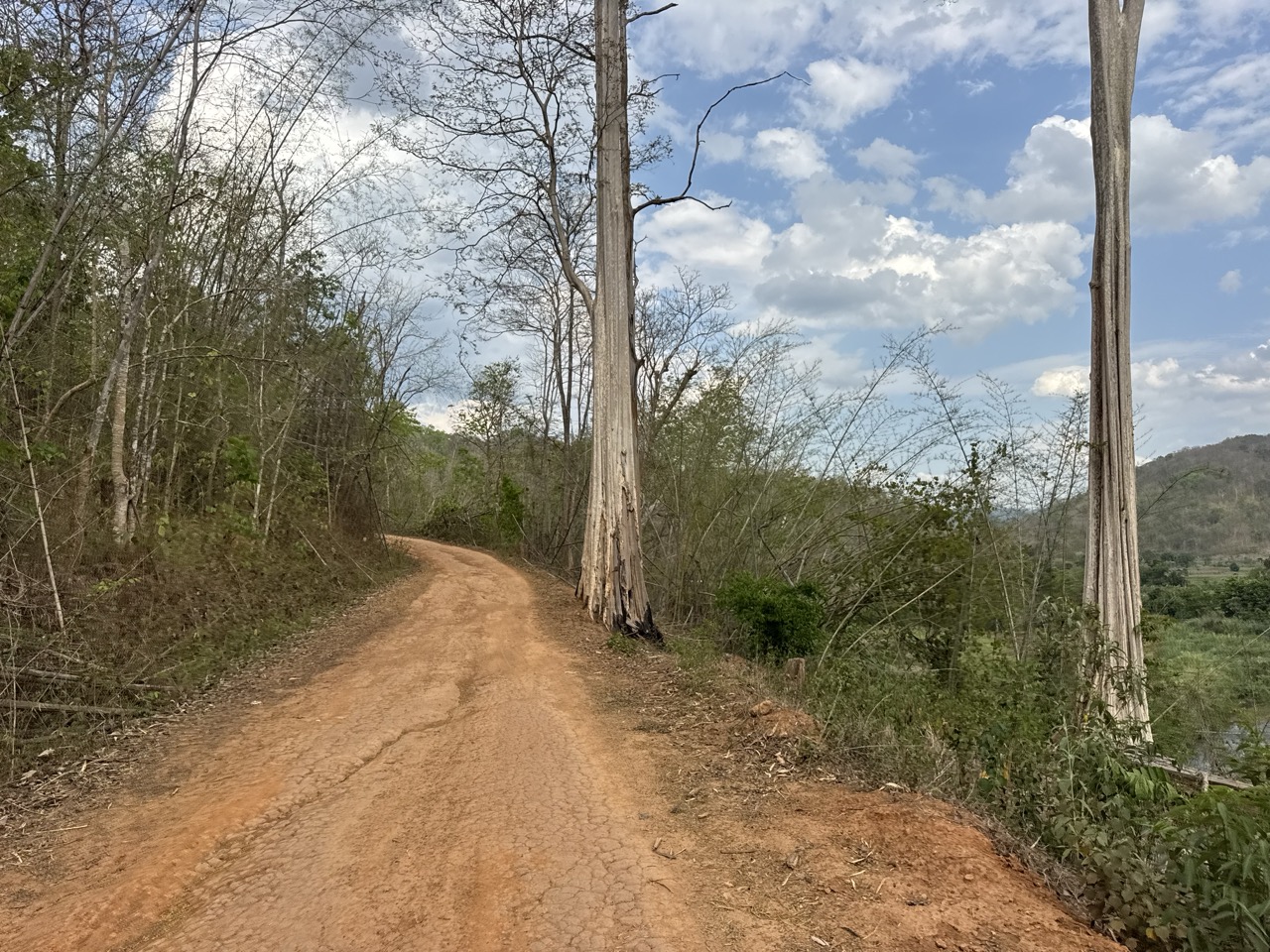 Orange road between tall trees — one of those stretches you want to last forever.