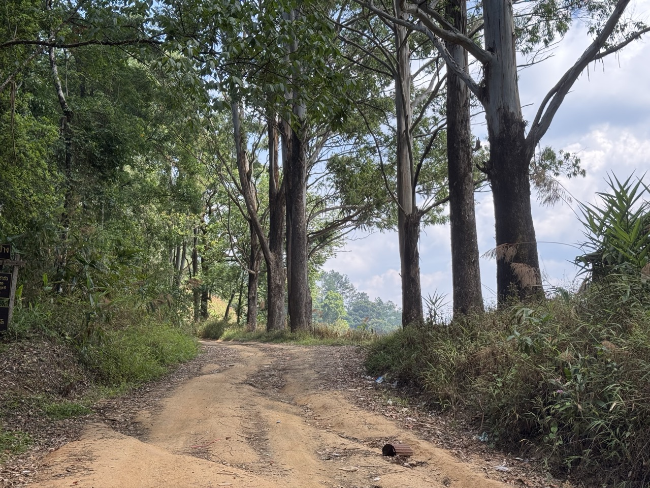 Eucalyptus grove and a fork in the dirt track. Left went somewhere, right got us back to the road.