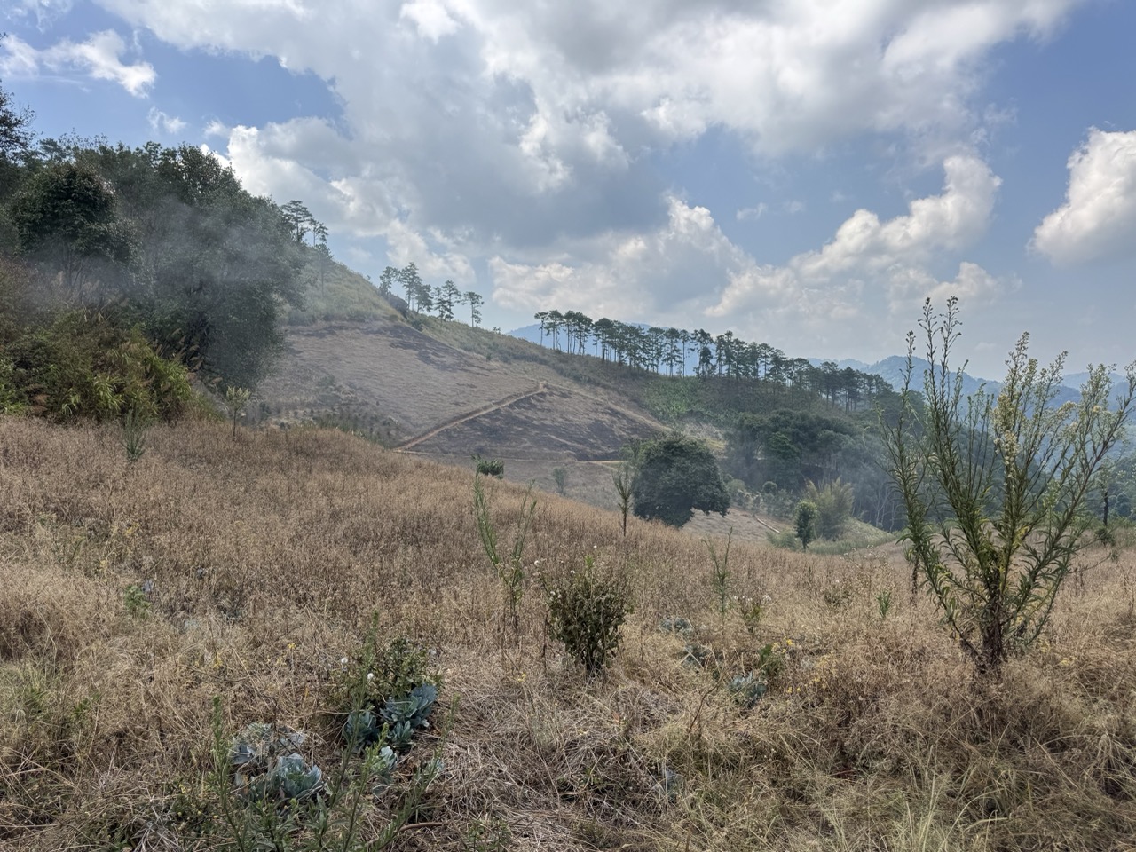 Open grassland and pine ridge inside Huai Nam Dang.