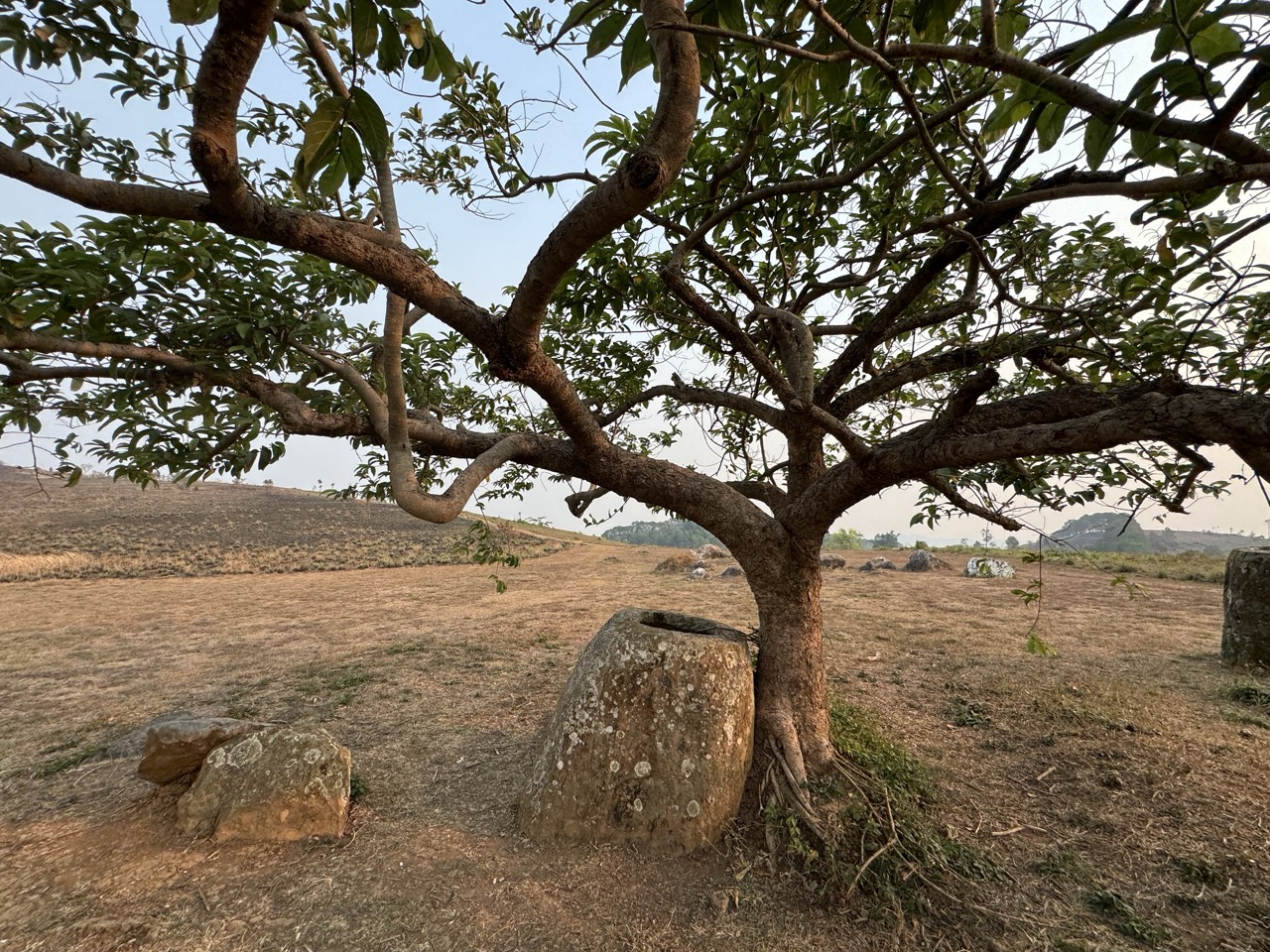 A single jar beneath a twisted tree.