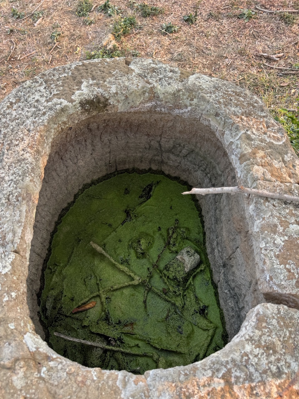 A jar filled with green algae water — half full from the last rain.