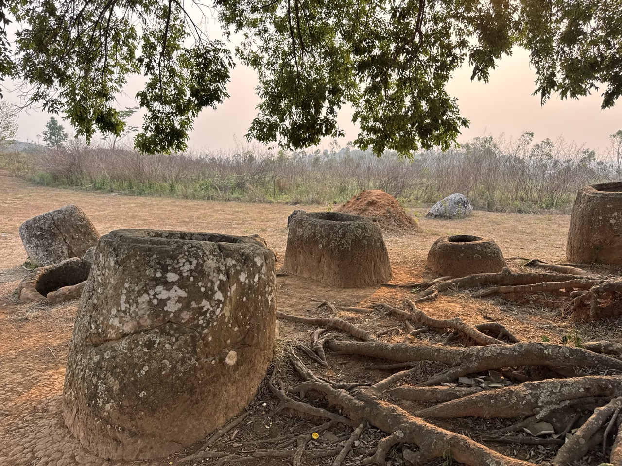 Jars and gnarled tree roots. Some of these jars are so old the trees have grown around them.