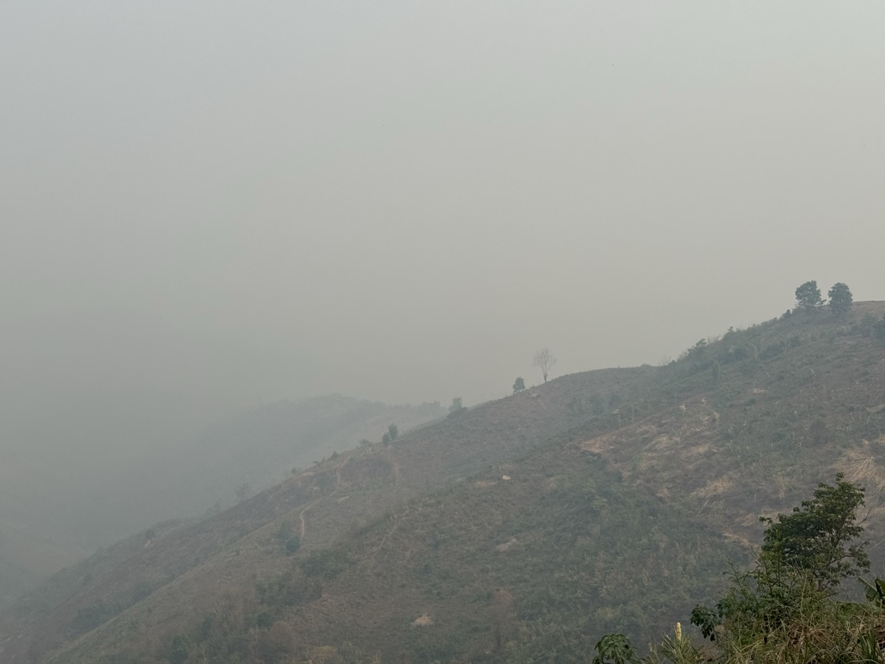 Hazy mountains and a lone tree. The view would be extraordinary in December.