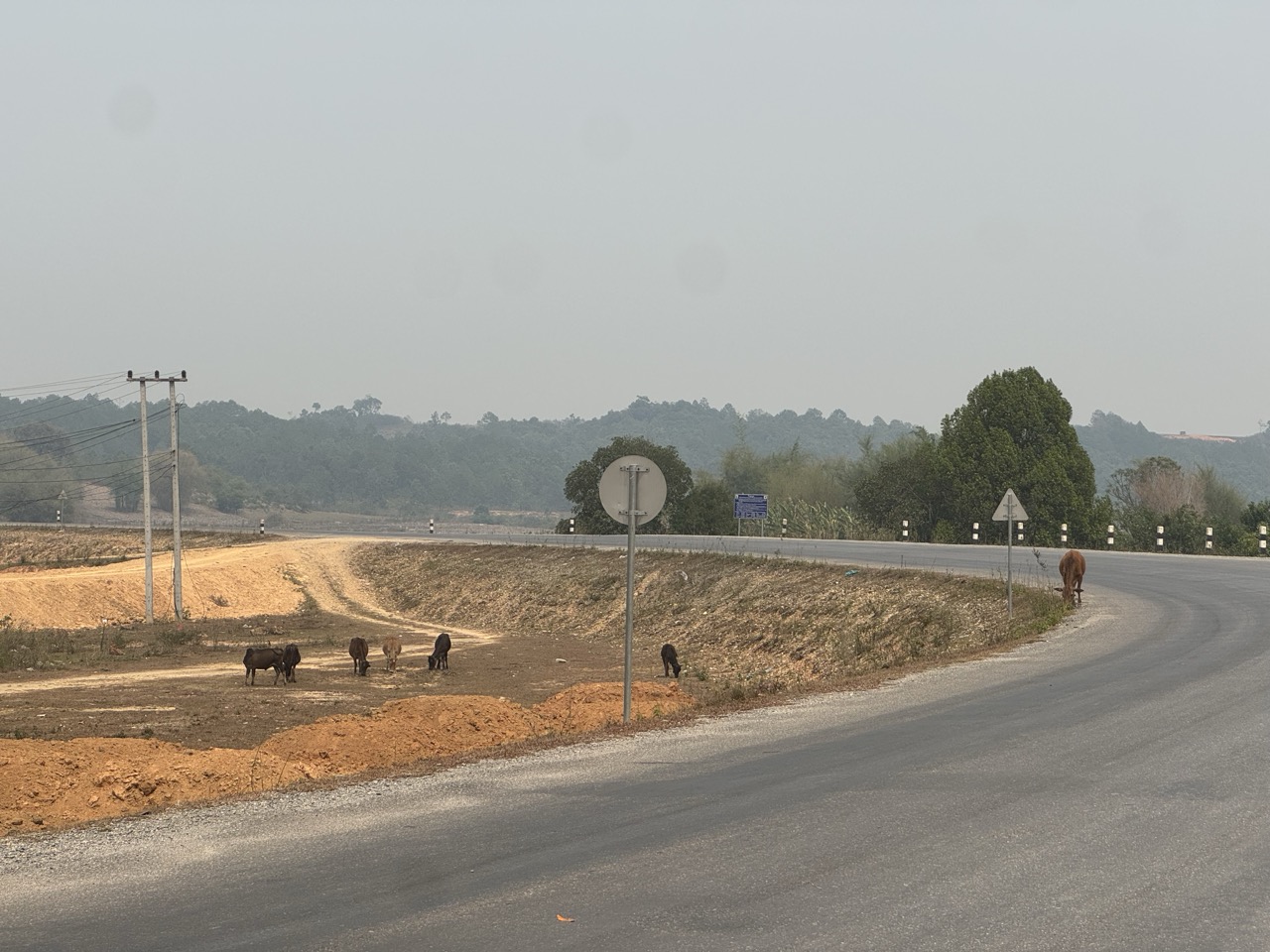 Brand new sealed highway with grazing cattle taking the right-hand lane. Welcome to road priorities in rural Laos.