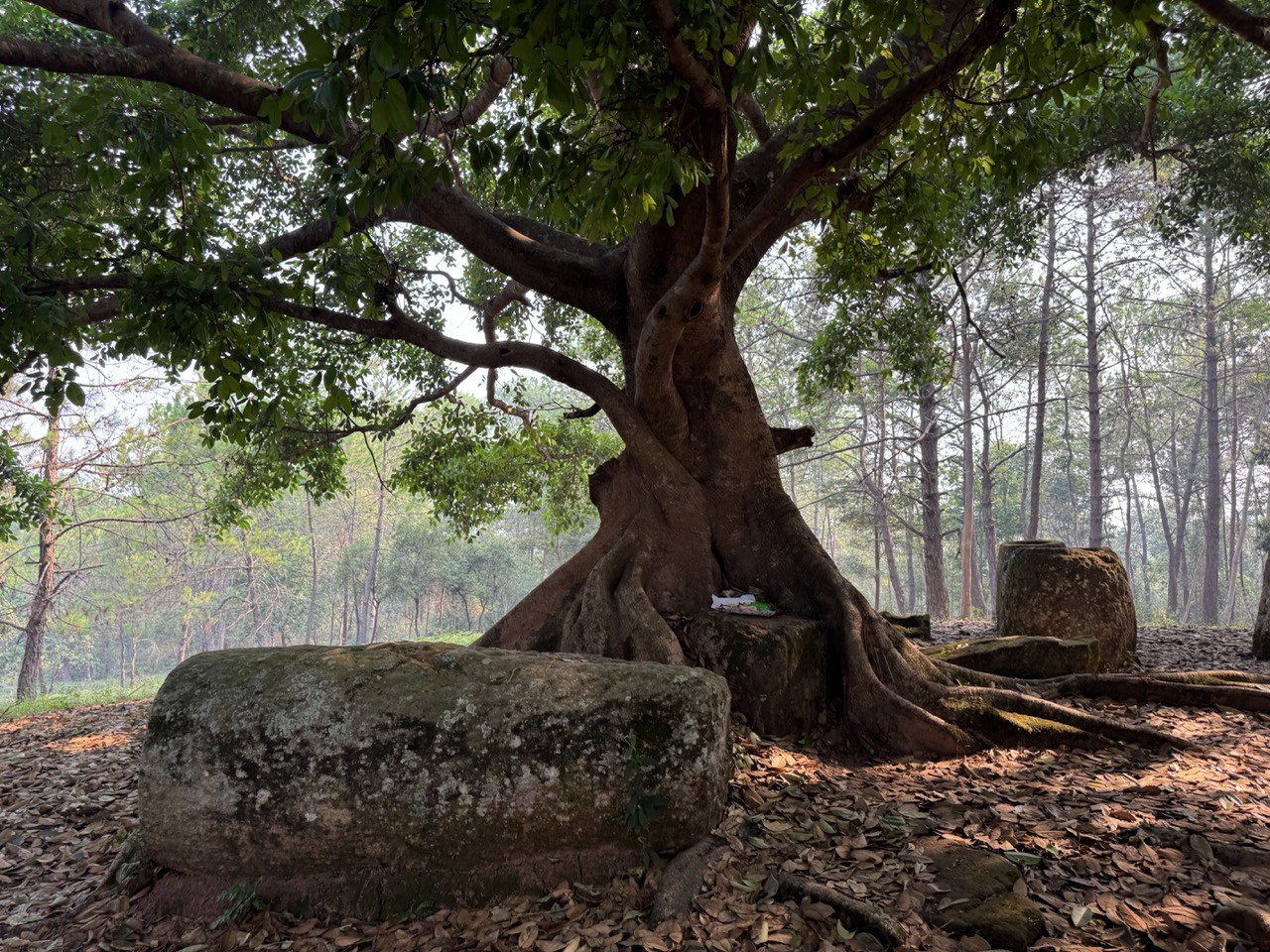 Banyan tree with jars and small offerings.
