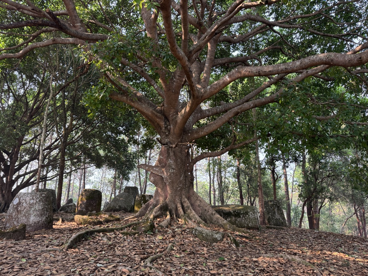 A huge banyan rooted right in among the jars. The defining image of Site 2.