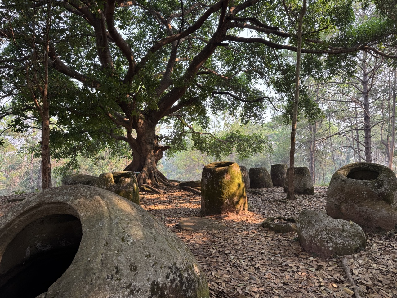 Jars circling the banyan.