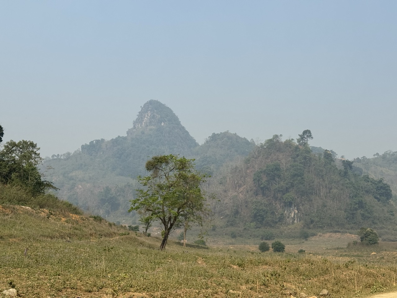 Karst peak and a lone tree.