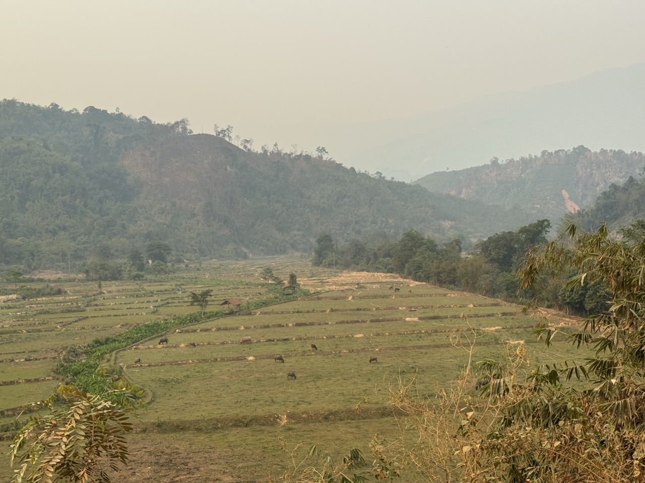 Rice paddies and buffalo in a hazy valley.
