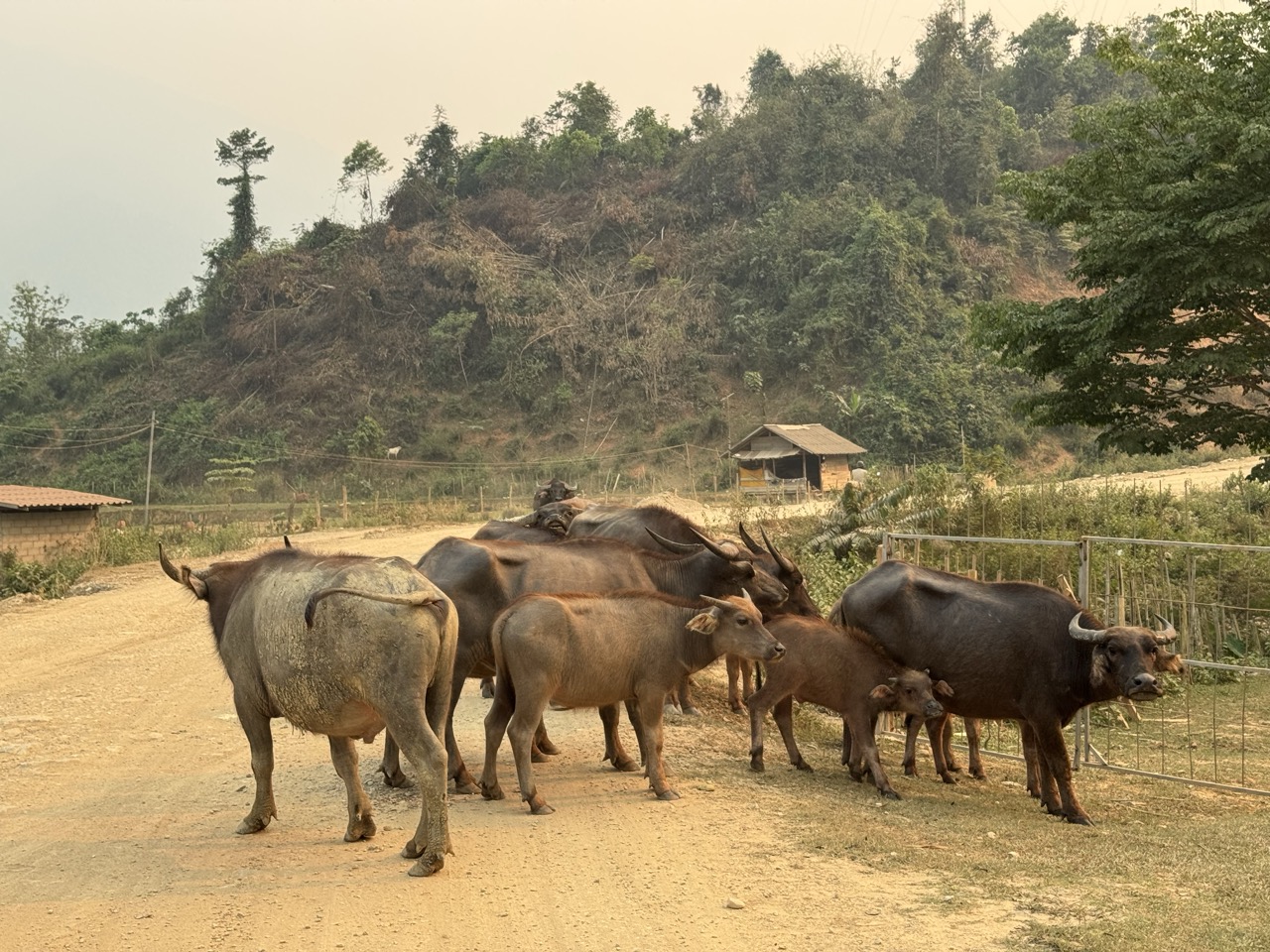 Buffalo herd crossing the road. Standard delay.